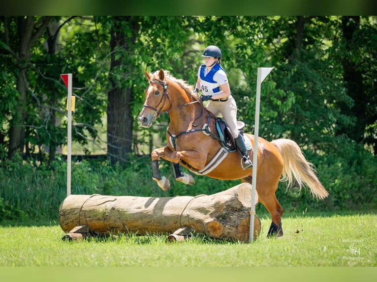 Belgisches Kaltblut Stute 18 Jahre 183 cm Palomino in Leesburg