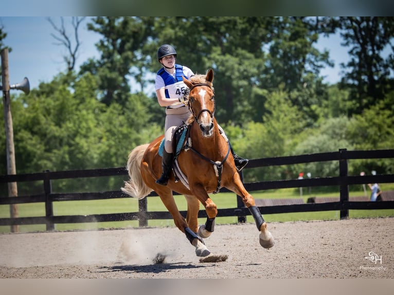 Belgisches Kaltblut Stute 18 Jahre 183 cm Palomino in Leesburg