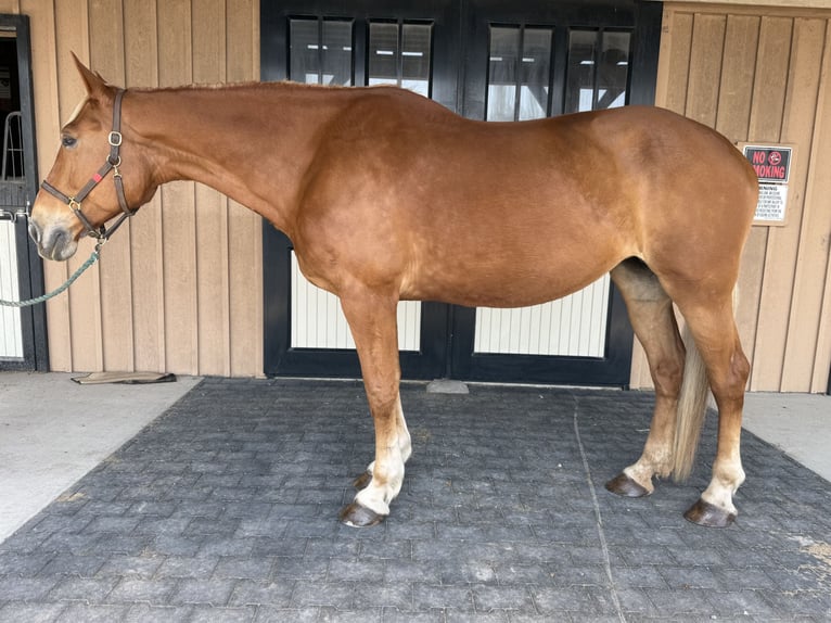 Belgisches Kaltblut Stute 18 Jahre 183 cm Palomino in Leesburg