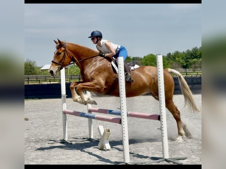 Belgisches Kaltblut Stute 18 Jahre 183 cm Palomino in Leesburg