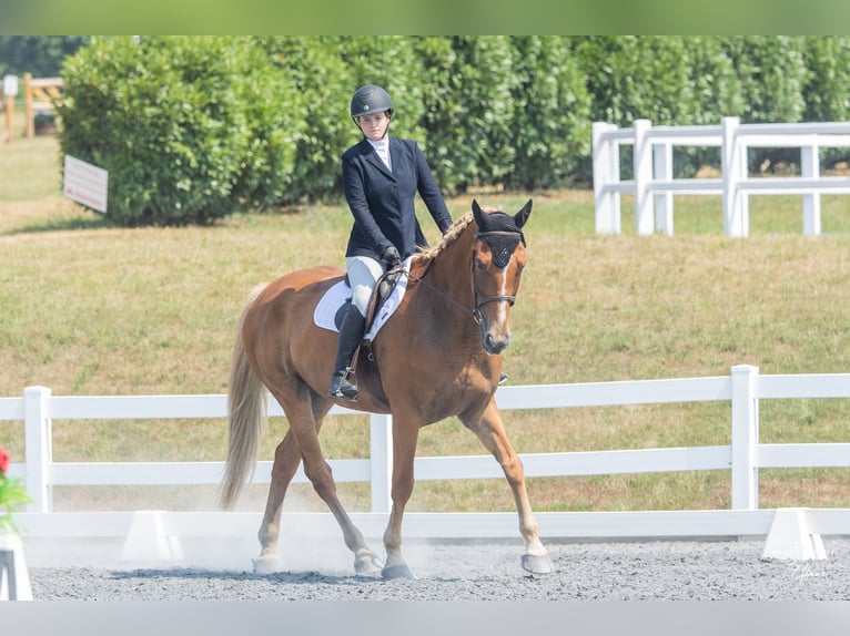 Belgisches Kaltblut Stute 18 Jahre 183 cm Palomino in Leesburg