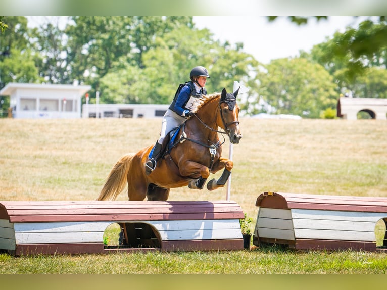 Belgisches Kaltblut Stute 18 Jahre 183 cm Palomino in Leesburg