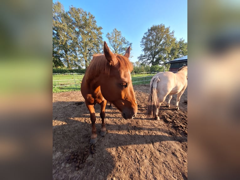 Belgisches Kaltblut Mix Stute 19 Jahre 160 cm Fuchs in Coesfeld