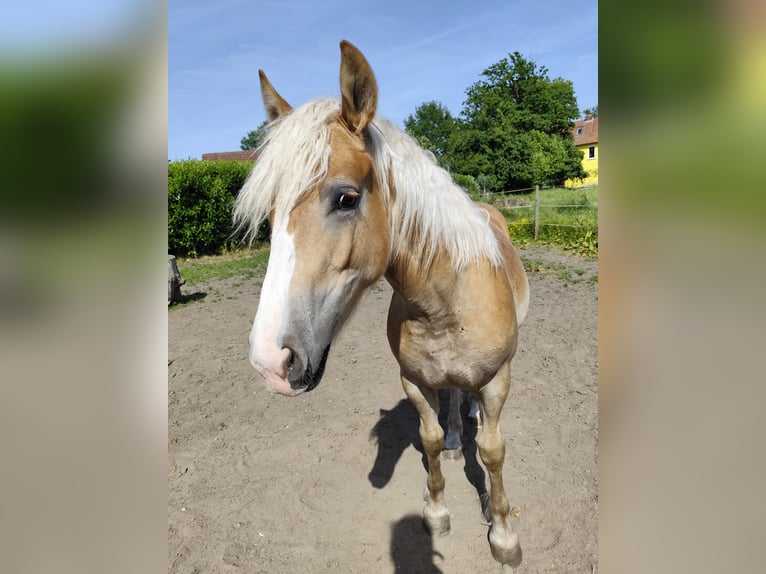 Belgisches Kaltblut Mix Stute 1 Jahr Fuchs in Beverstedt