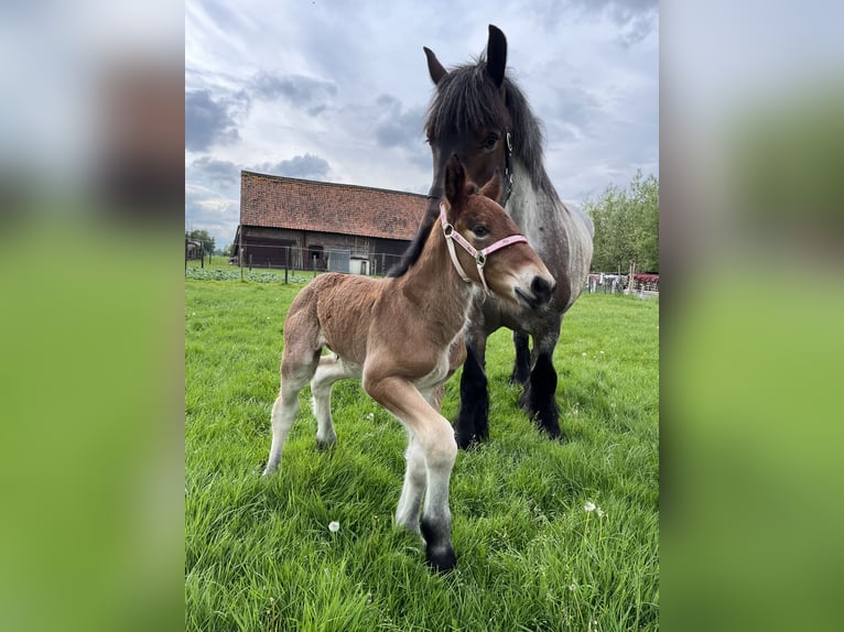 Belgisches Kaltblut Stute 1 Jahr Roan-Bay in Sleidinge