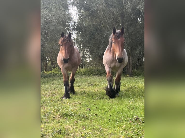 Belgisches Kaltblut Stute 1 Jahr Roan-Bay in Sleidinge