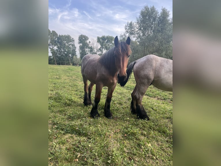 Belgisches Kaltblut Stute 1 Jahr Roan-Bay in Sleidinge
