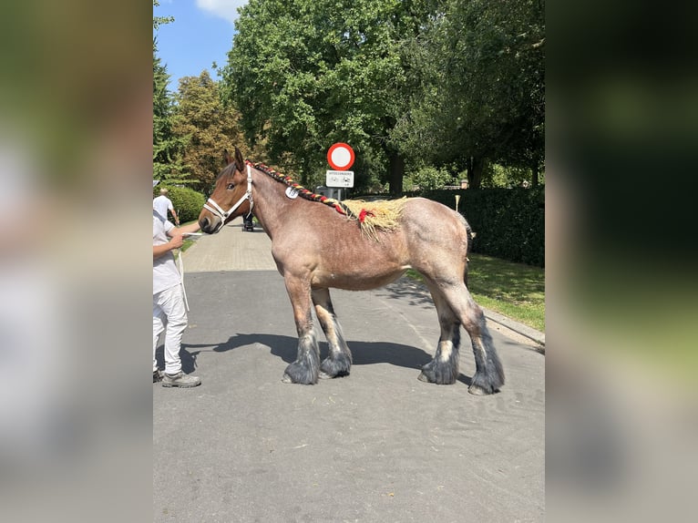 Belgisches Kaltblut Stute 1 Jahr Roan-Bay in Sleidinge