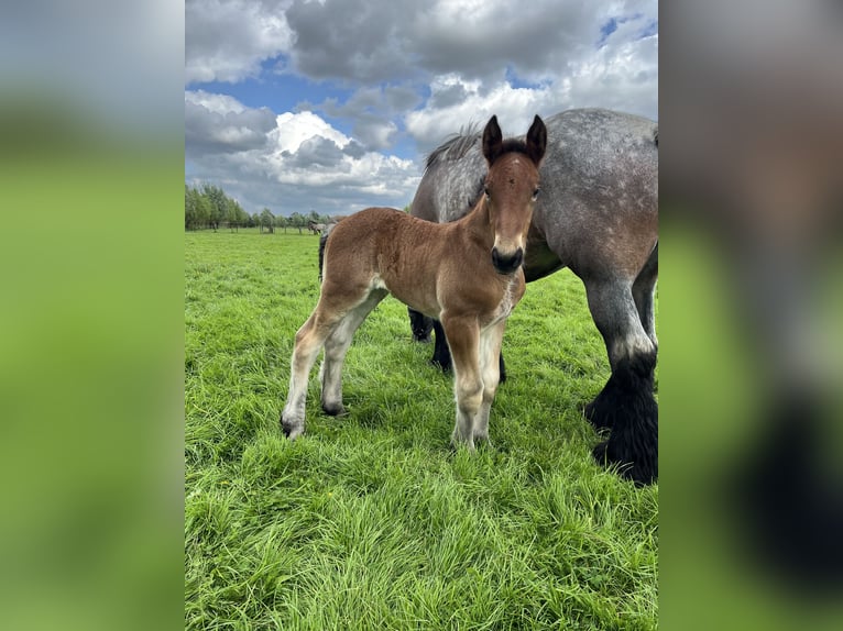Belgisches Kaltblut Stute 1 Jahr Roan-Bay in Sleidinge