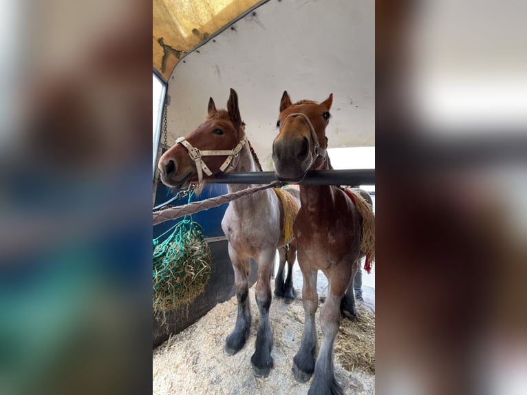 Belgisches Kaltblut Stute 1 Jahr Roan-Bay in Sleidinge
