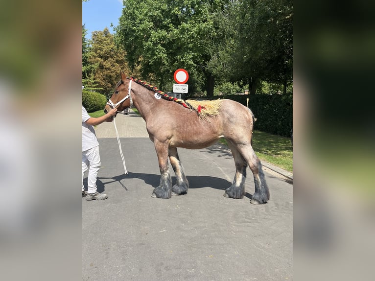 Belgisches Kaltblut Stute 1 Jahr Roan-Bay in Sleidinge