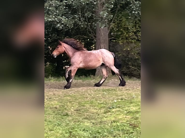 Belgisches Kaltblut Stute 1 Jahr Roan-Bay in Sleidinge