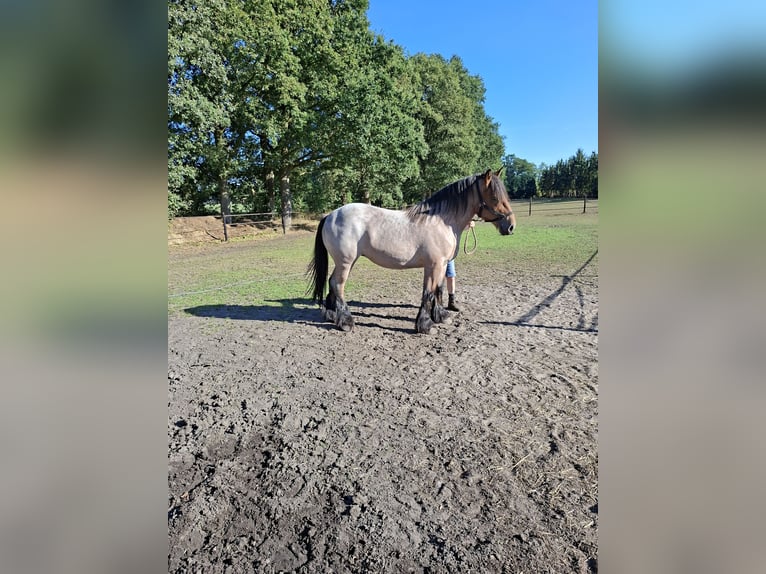 Belgisches Kaltblut Stute 2 Jahre 163 cm Roan-Bay in Bentelo