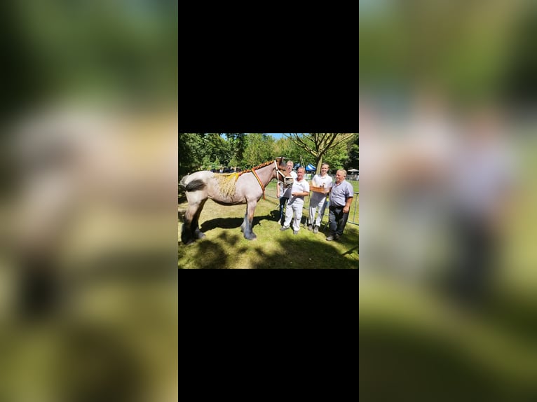 Belgisches Kaltblut Stute 3 Jahre 170 cm Roan-Bay in Pieterburen