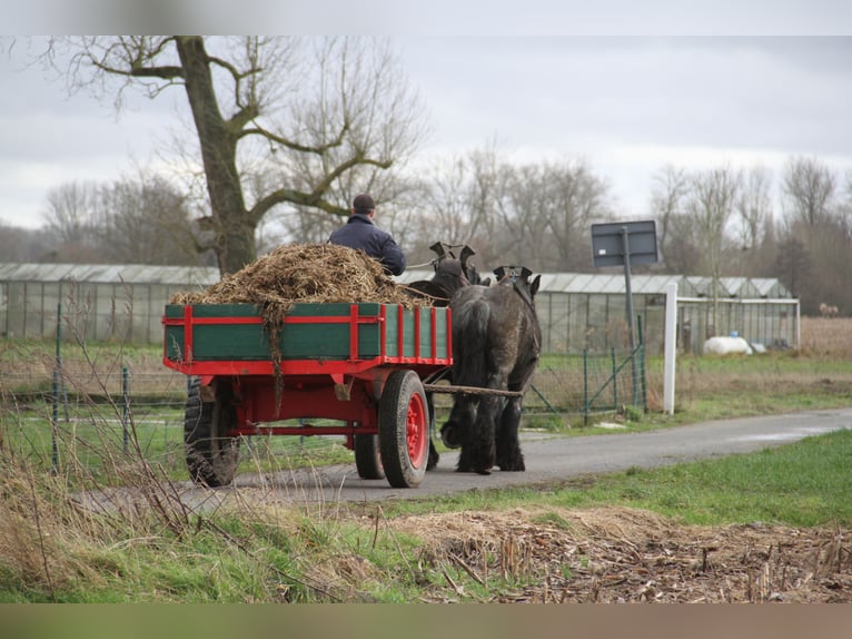Belgisches Kaltblut Stute 3 Jahre Blauschimmel in Herdersem