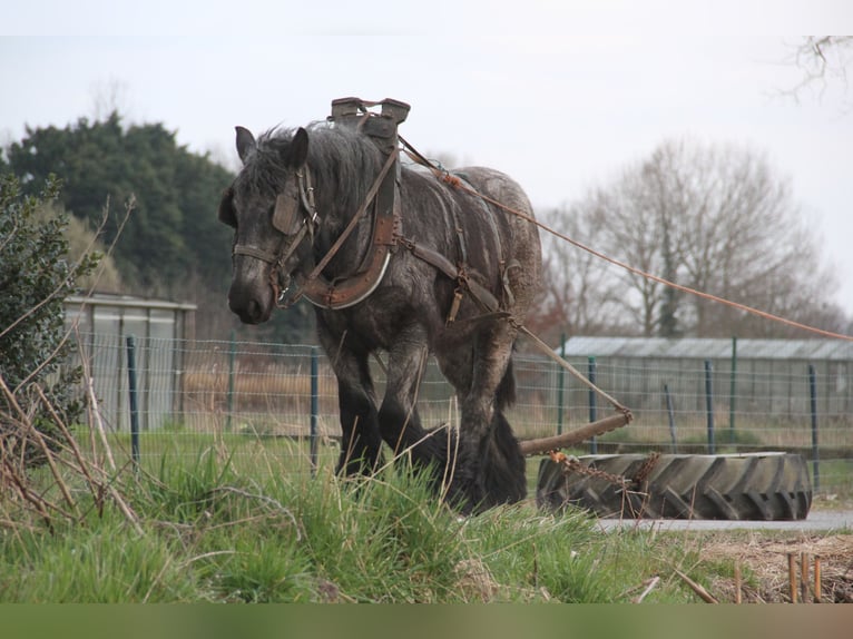 Belgisches Kaltblut Stute 3 Jahre Blauschimmel in Herdersem