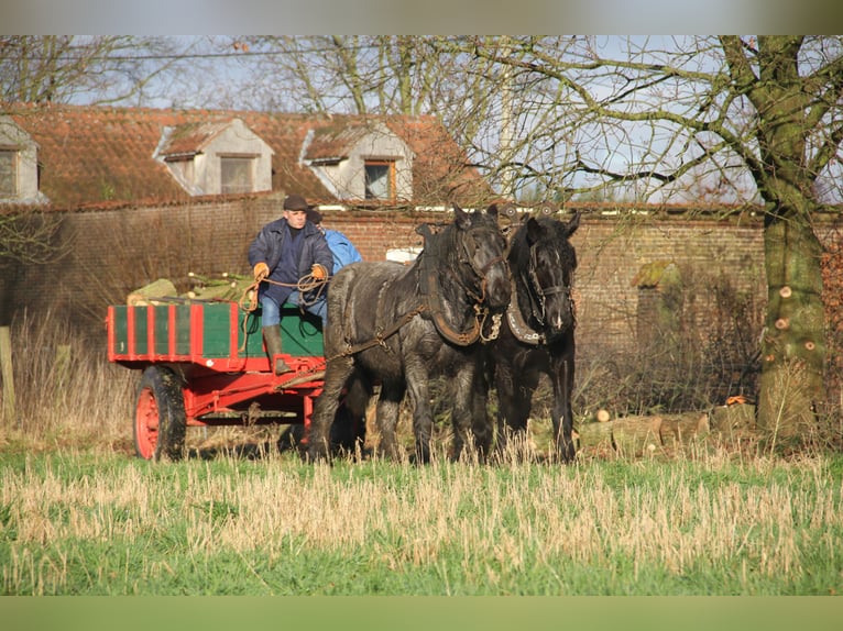 Belgisches Kaltblut Stute 3 Jahre Blauschimmel in Herdersem