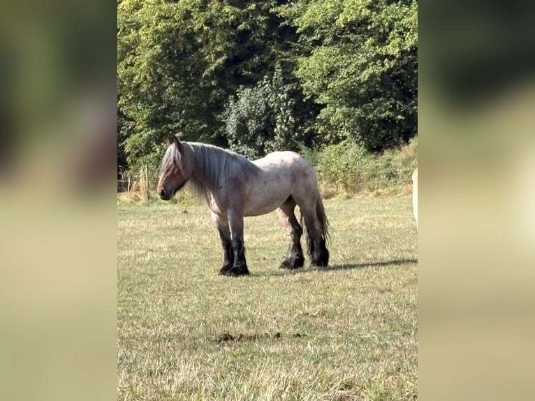 Belgisches Kaltblut Stute 4 Jahre 165 cm Braunfalbschimmel in Valwig