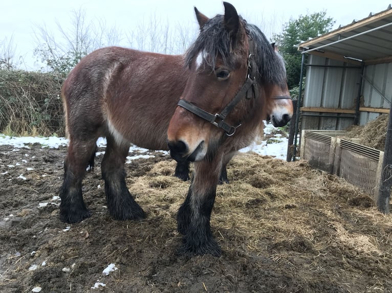 Belgisches Kaltblut Stute 4 Jahre Braunfalbschimmel in Lebbeke