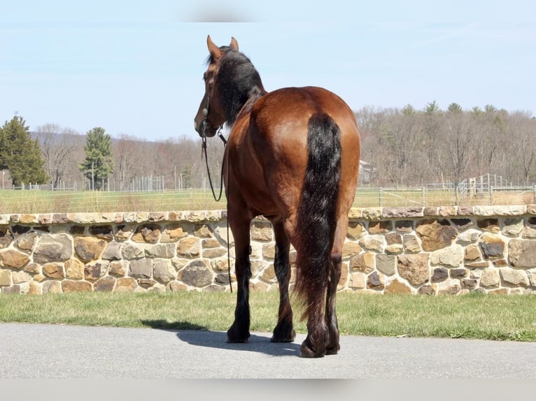 Belgisches Kaltblut Mix Stute 4 Jahre Rotbrauner in Millerstown, PA