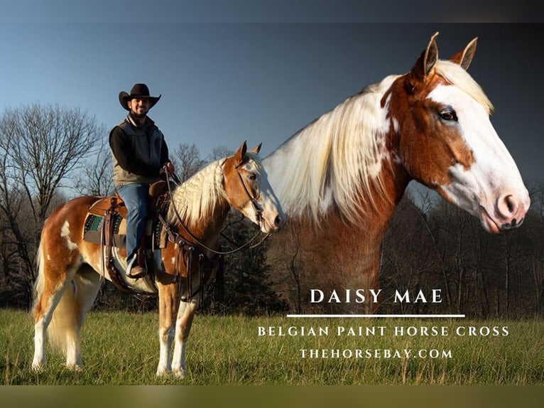 Belgisches Kaltblut Mix Stute 5 Jahre 165 cm Tobiano-alle-Farben in Greensburg, KY