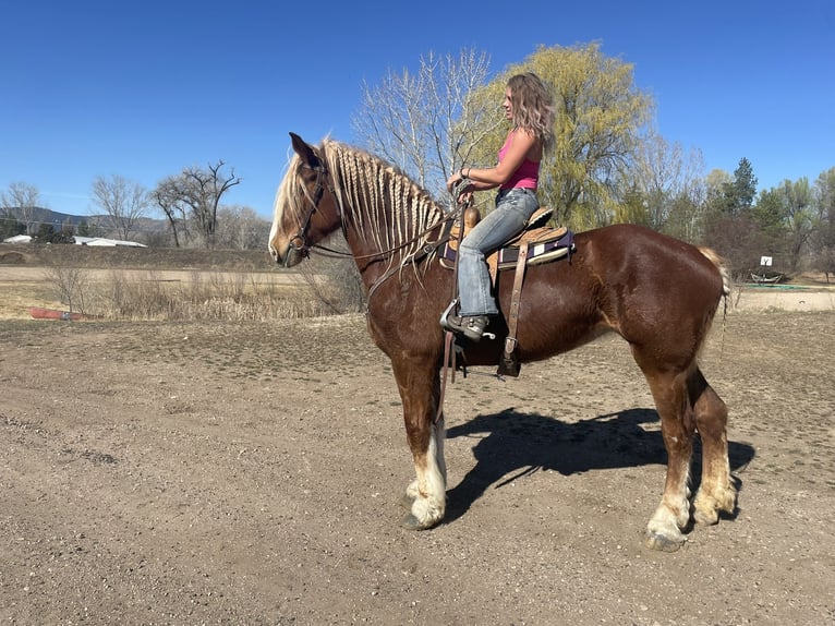 Belgisches Kaltblut Stute 5 Jahre 188 cm Rotfuchs in Fort Collins