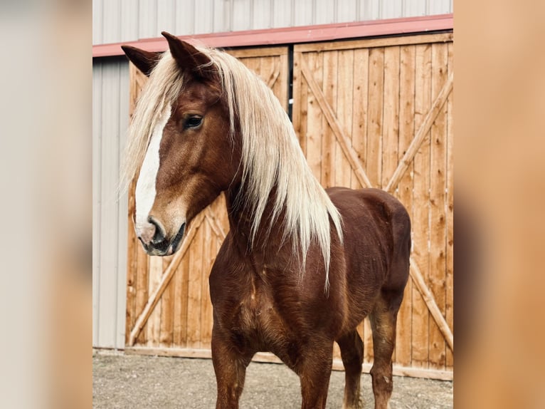 Belgisches Kaltblut Stute 5 Jahre 188 cm Rotfuchs in Fort Collins