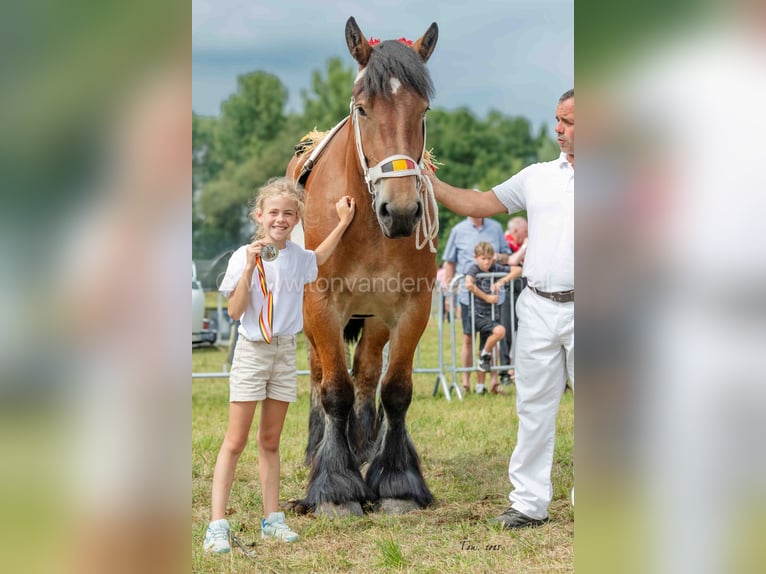 Belgisches Kaltblut Stute 6 Jahre Brauner in Herdersem