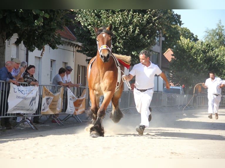 Belgisches Kaltblut Stute 6 Jahre Brauner in Herdersem
