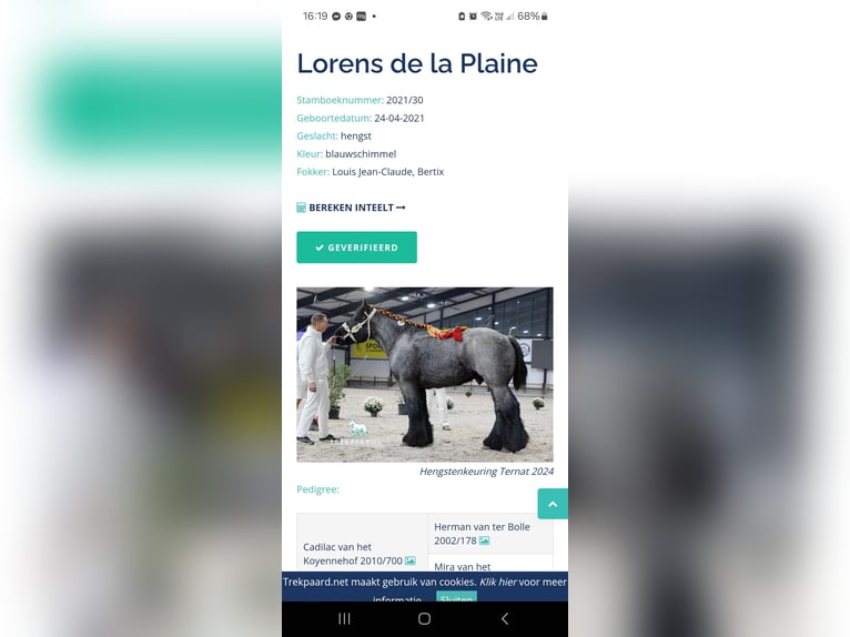 Belgisches Kaltblut Stute 7 Jahre 172 cm Roan-Bay in Assenede Oosteeklo