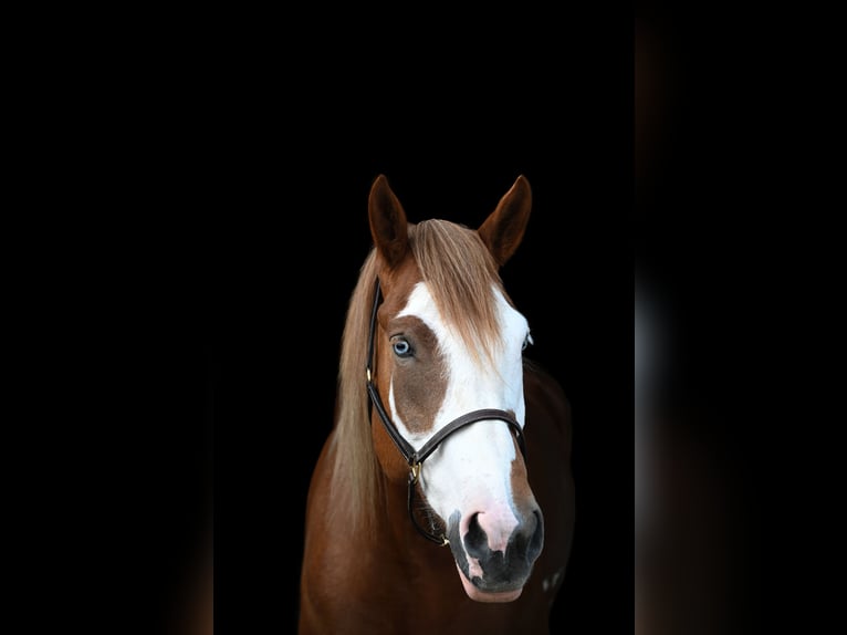Belgisches Kaltblut Mix Stute 7 Jahre Dunkelfuchs in Williamsburg