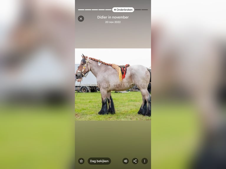 Belgisches Kaltblut Stute 8 Jahre 172 cm Roan-Bay in Assenede Oosteeklo