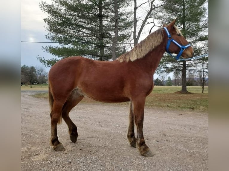 Belgisches Kaltblut Stute 8 Jahre 173 cm Dunkelfuchs in Warrenton