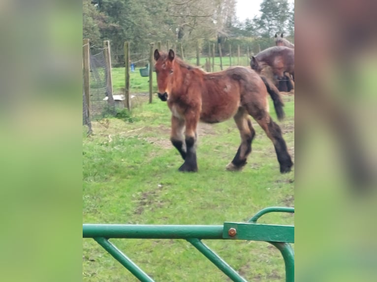 Belgisches Kaltblut Stute Fohlen (04/2024) Roan-Bay in Oosteeklo