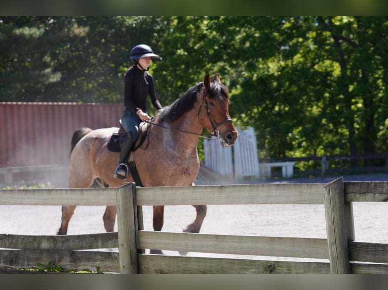 Belgisches Kaltblut Mix Wallach 11 Jahre Roan-Red in Tuscarora
