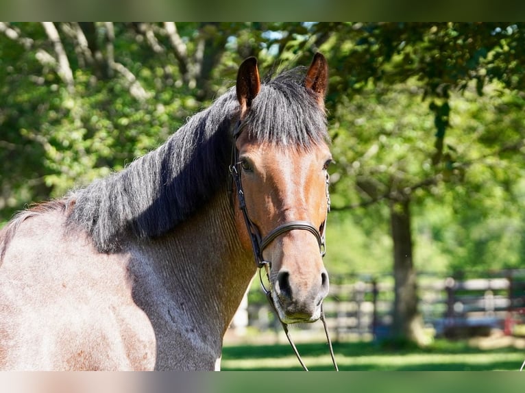 Belgisches Kaltblut Mix Wallach 11 Jahre Roan-Red in Tuscarora
