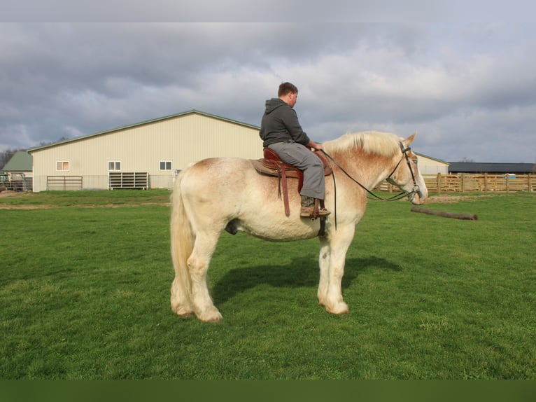 Belgisches Kaltblut Wallach 15 Jahre Roan-Red in Millersburg