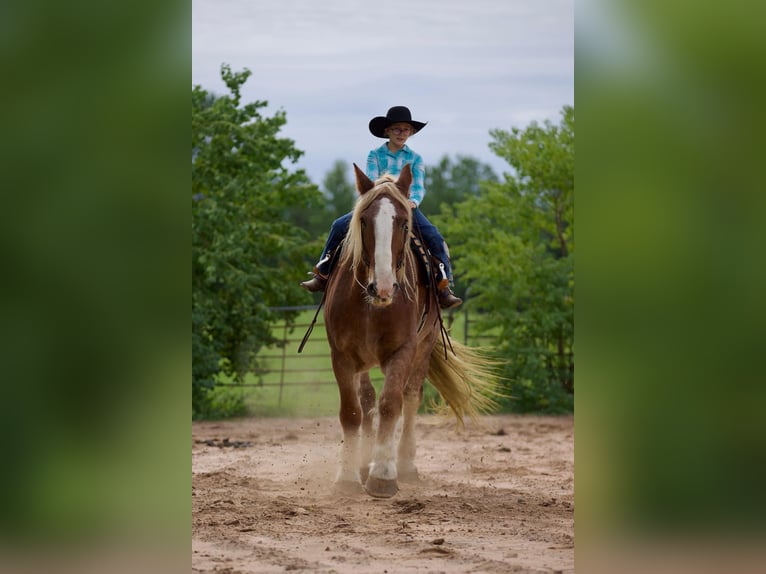 Belgisches Kaltblut Wallach 17 Jahre Roan-Red in Huntsville TX