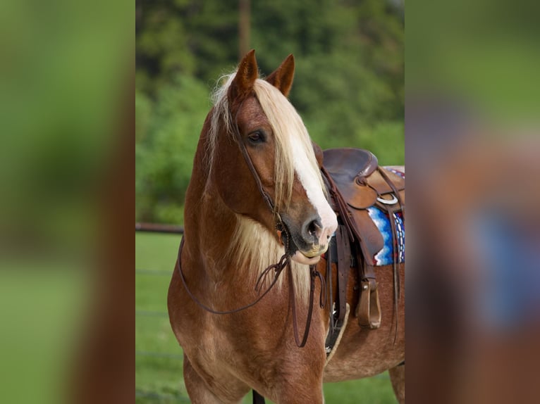 Belgisches Kaltblut Wallach 17 Jahre Roan-Red in Huntsville TX