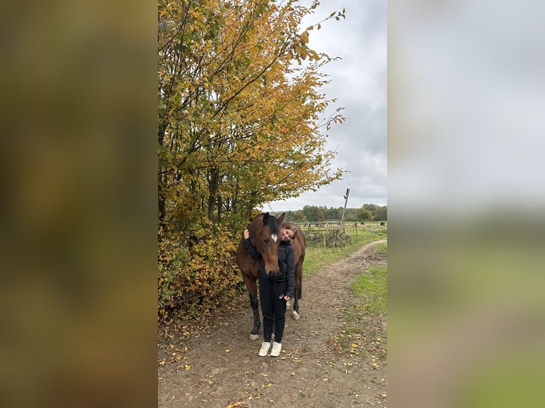 Belgisches Kaltblut Mix Wallach 18 Jahre 164 cm Brauner in Lehre