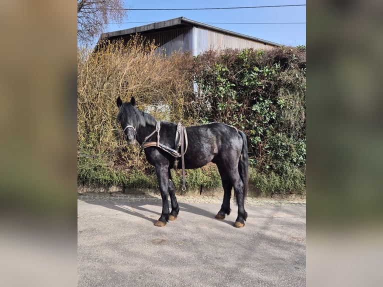 Belgisches Kaltblut Mix Wallach 2 Jahre Rappe in Kürten