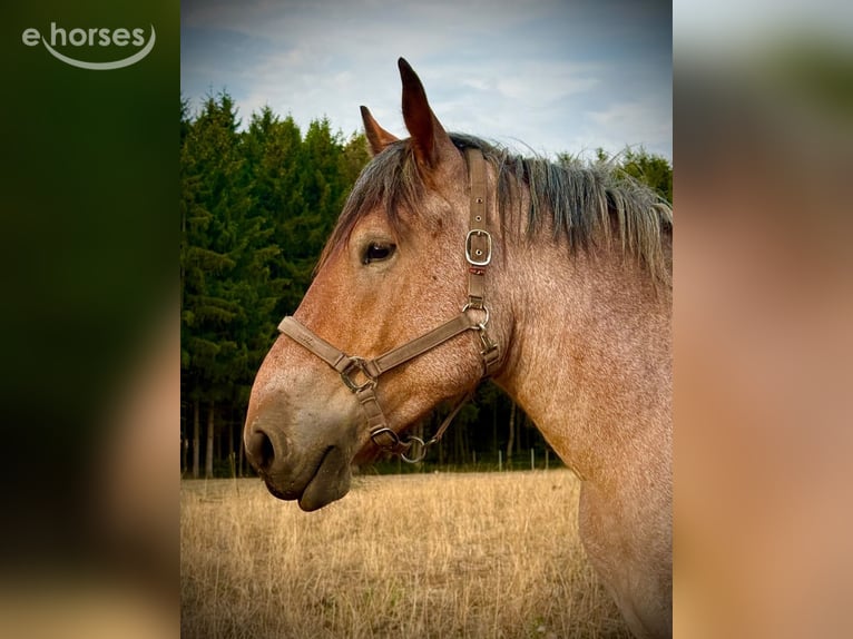Belgisches Kaltblut Wallach 3 Jahre 150 cm Rotschimmel in Nettersheim
