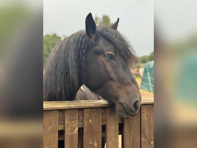 Belgisches Kaltblut Mix Wallach 3 Jahre 160 cm Rappe in Bergkamen
