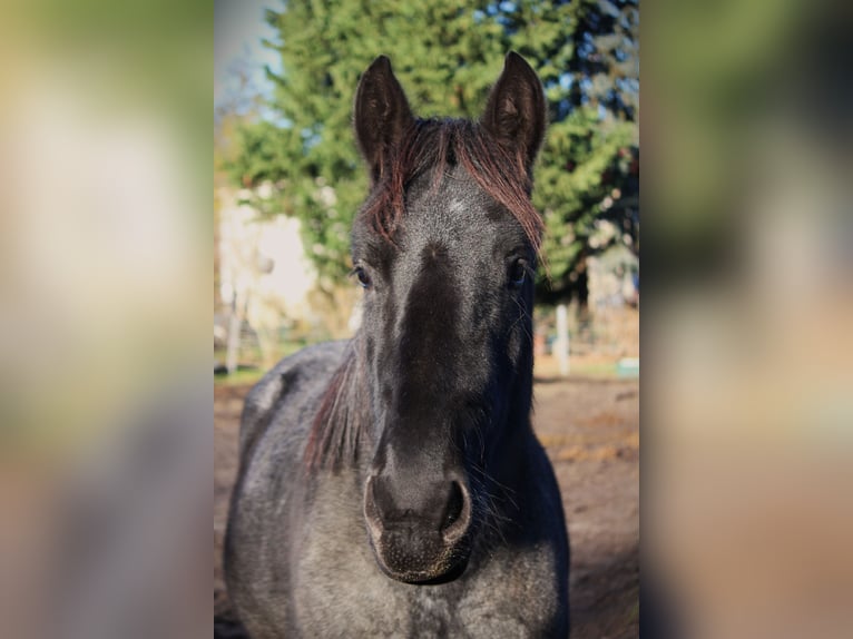 Belgisches Kaltblut Wallach 3 Jahre 165 cm Roan-Blue in Derwitz