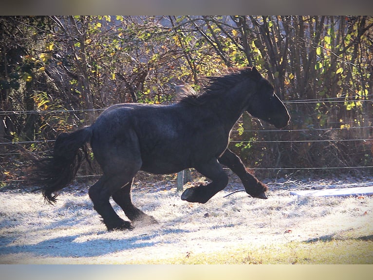 Belgisches Kaltblut Wallach 3 Jahre 165 cm Roan-Blue in Derwitz