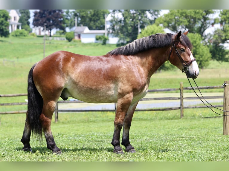 Belgisches Kaltblut Mix Wallach 4 Jahre 165 cm Rotbrauner in Gap, PA