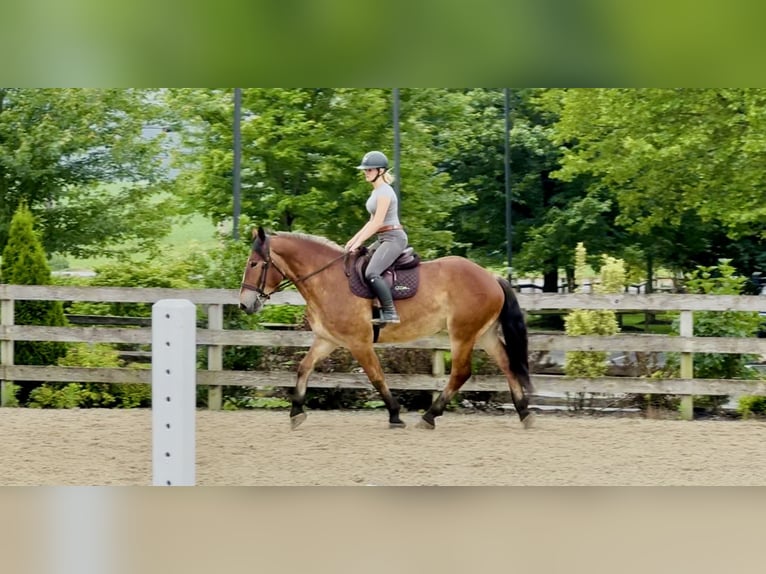 Belgisches Kaltblut Mix Wallach 4 Jahre 165 cm Rotbrauner in Gap, PA