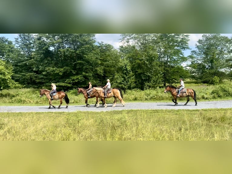 Belgisches Kaltblut Mix Wallach 4 Jahre 165 cm Rotbrauner in Gap, PA