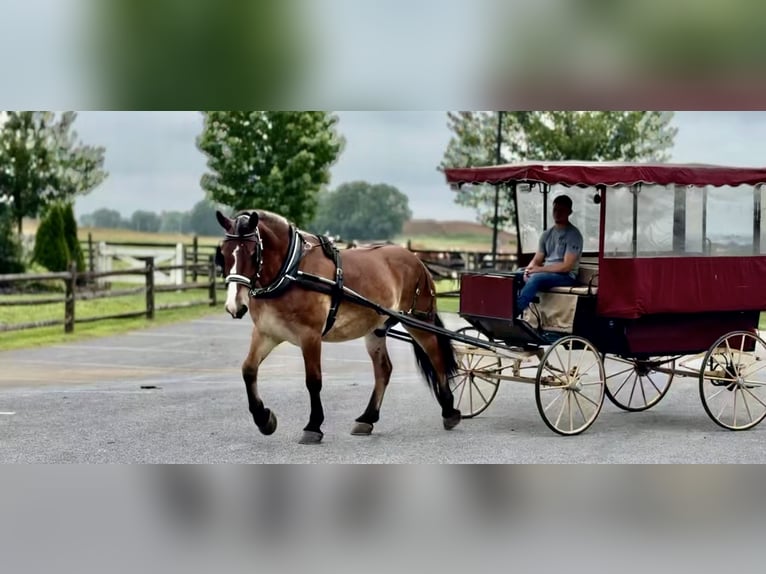 Belgisches Kaltblut Mix Wallach 4 Jahre 165 cm Rotbrauner in Gap, PA