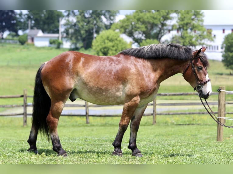 Belgisches Kaltblut Mix Wallach 4 Jahre 165 cm Rotbrauner in Gap, PA